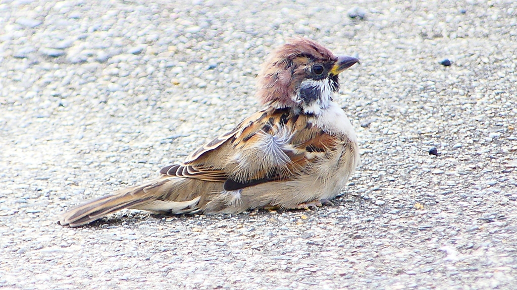 P2280423：スズメ