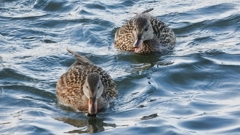 DSCN0856：オカヨシガモ（メス）