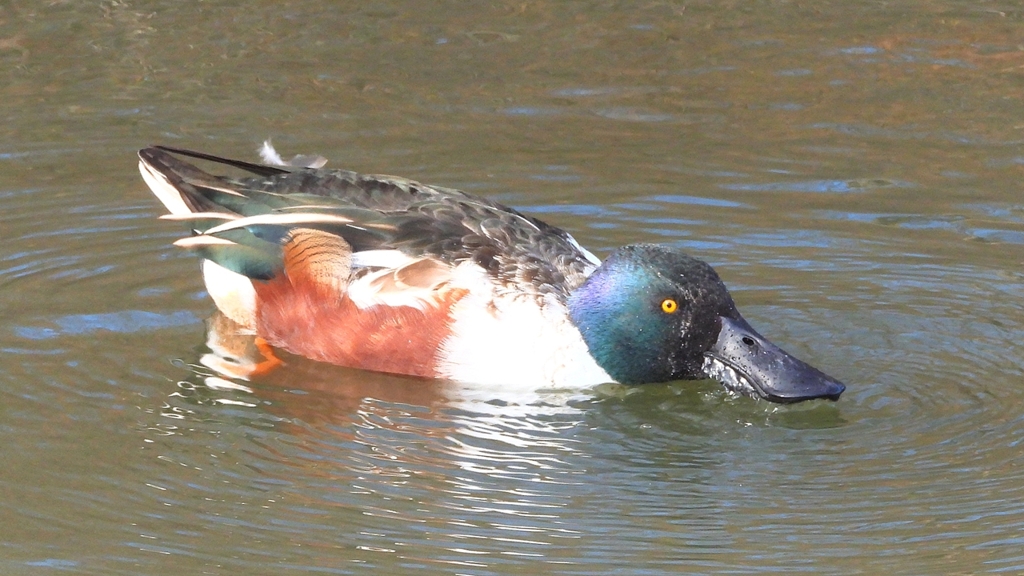 DSCN6056：ハシビロガモ