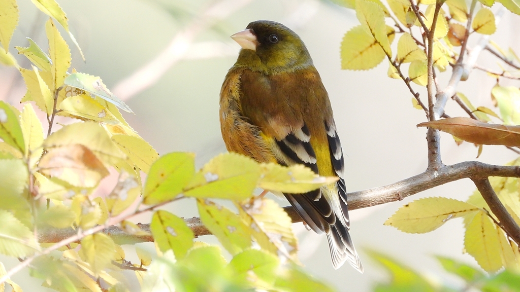 DSCN6253：カワラヒワ