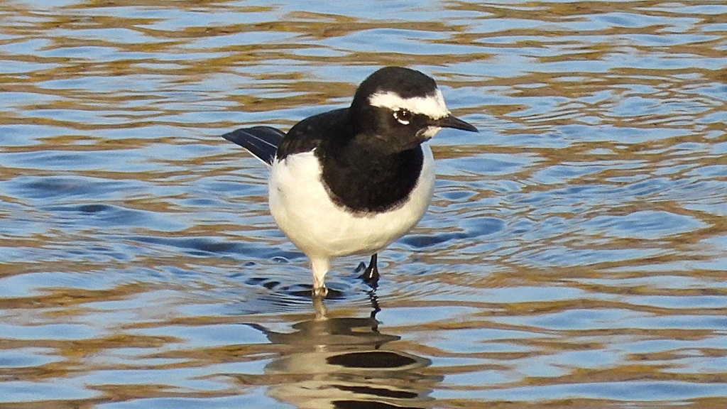 DSCN3644：セグロセキレイ