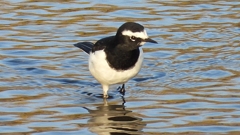 DSCN3644：セグロセキレイ