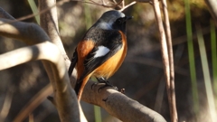 DSCN9045：ジョウビタキ（オス）