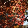 DSCN1321：紅葉