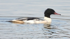 DSCN3159：カワアイサ（オス）