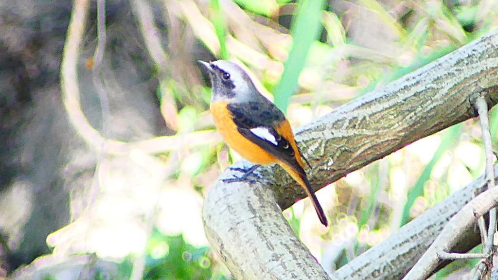 P2300555：ジョウビタキ（オス）