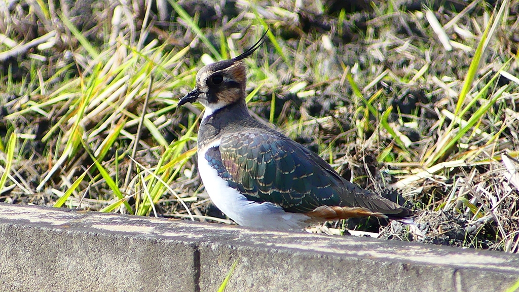 P2340589：タゲリ