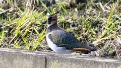 P2340589：タゲリ