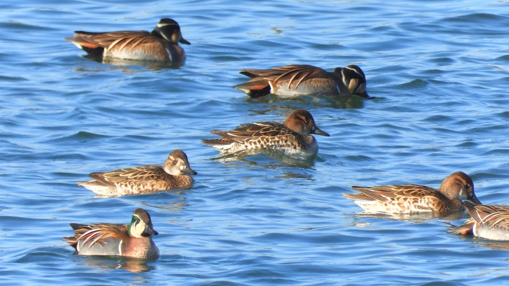 DSCN1128：トモエガモ