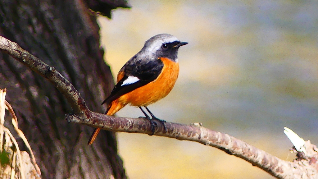 P2320903：ジョウビタキ（オス）