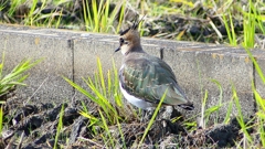 P2340789：タゲリ