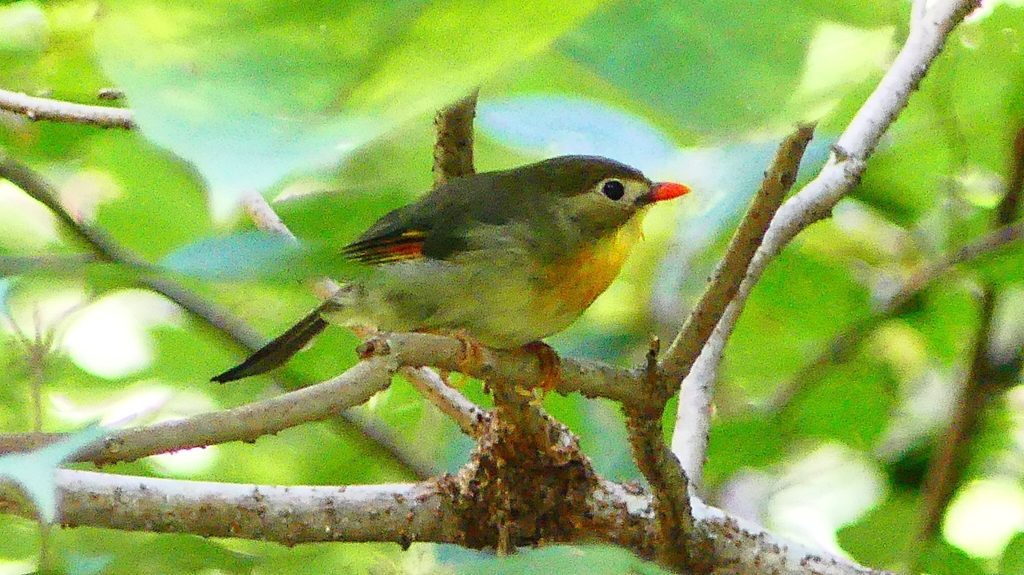 P2250639：ソウシチョウ