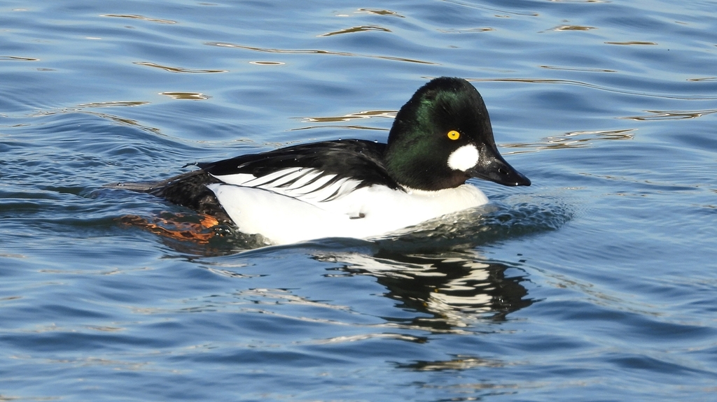 DSCN2618：ホオジロガモ（オス）