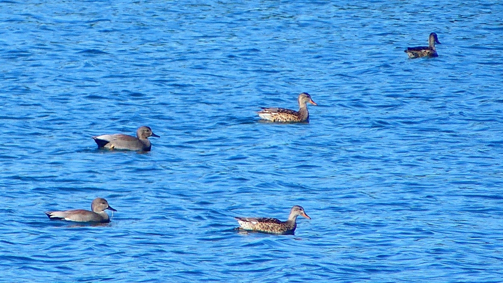 P2320538：カモ類