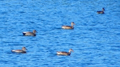 P2320538：カモ類