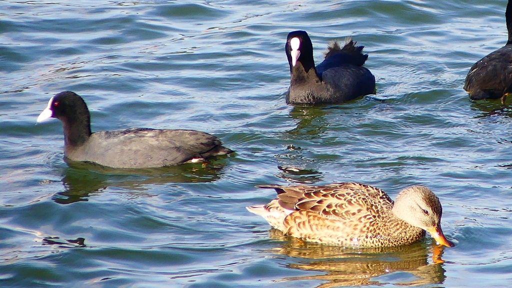 P2410535：オカヨシガモ、オオバン