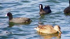 P2410535：オカヨシガモ、オオバン