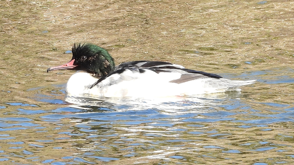 DSCN1803：カワアイサ（オス）