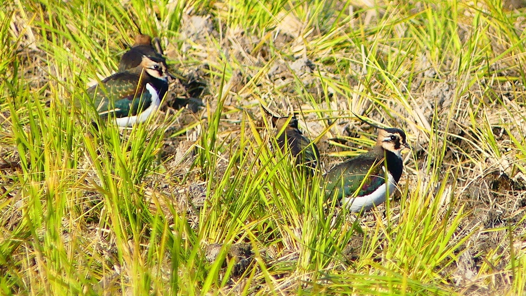 P2390410：タゲリ