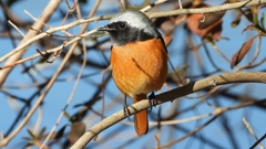 DSCN8384：ジョウビタキ（オス）