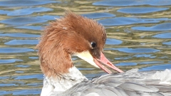 DSCN1478：カワアイサ（メス）