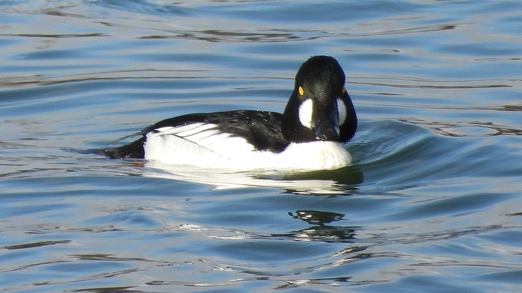 DSCN1567：ホオジロガモ（オス）