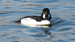 DSCN1567：ホオジロガモ（オス）