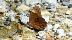 P2260588：クロヒカゲ