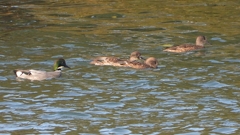 DSCN0822：ヨシガモ