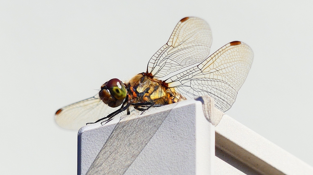 P2380041：アキアカネ（メス）