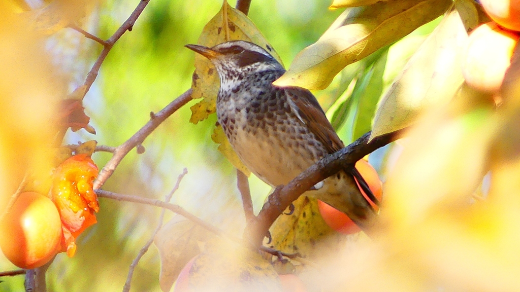 P2360007：ツグミ