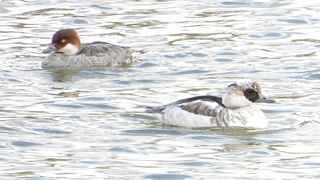 DSCN0382：ミコアイサ