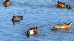 P2360017：ハシビロガモ