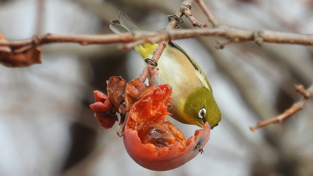 DSCN8515：メジロ