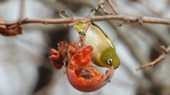 DSCN8515：メジロ