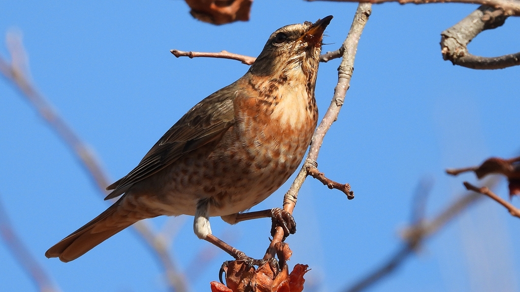 DSCN8800：ハチジョウツグミ