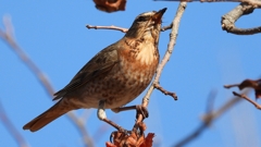 DSCN8800：ハチジョウツグミ