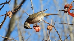 DSCN8885：ハチジョウツグミ