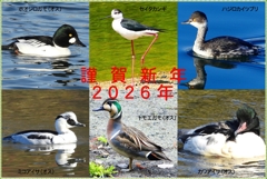 年賀状2026④2