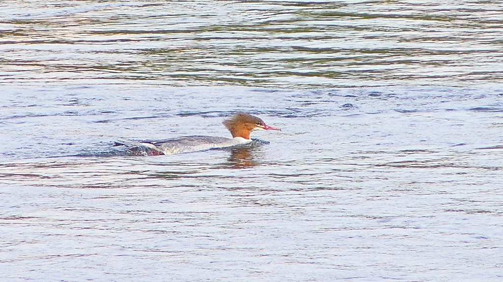 P2360924：カワアイサ（メス）