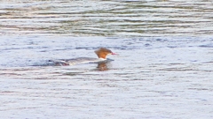 P2360924：カワアイサ（メス）