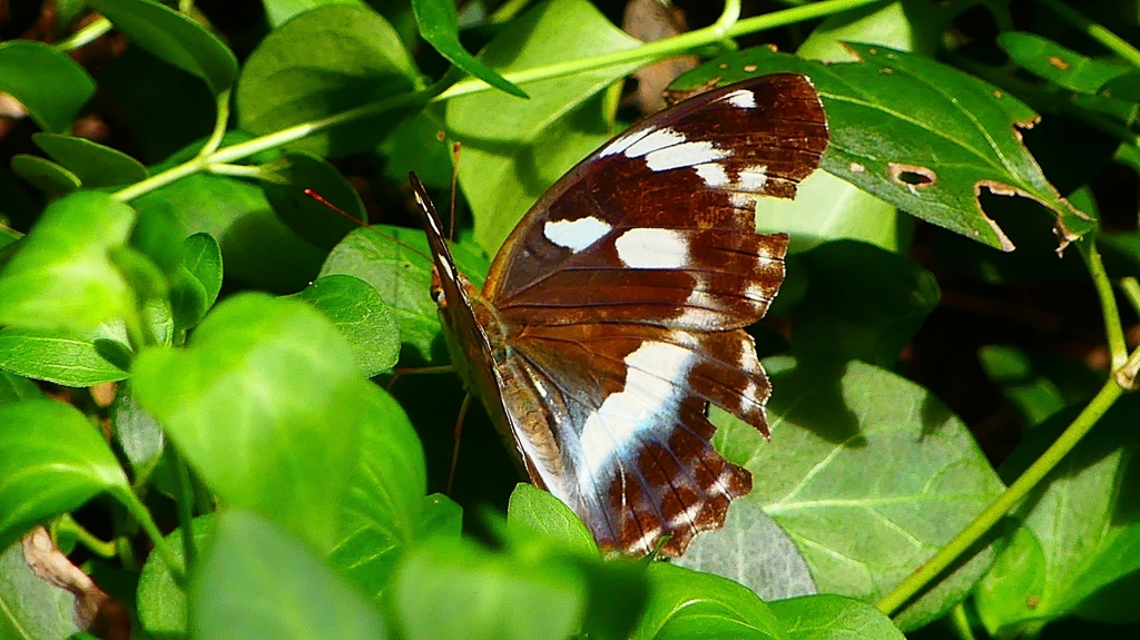 P2260500：メスグロヒョウモン