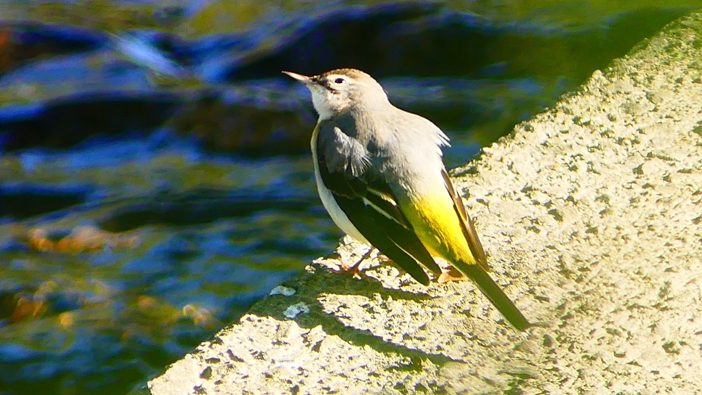 P2370429：キセキレイ