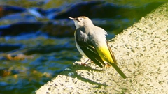 P2370429：キセキレイ