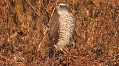 DSCN5502：ハイタカ