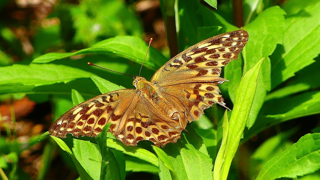 P2260513：ミドリヒョウモン