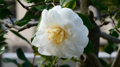 P1020426：白い椿