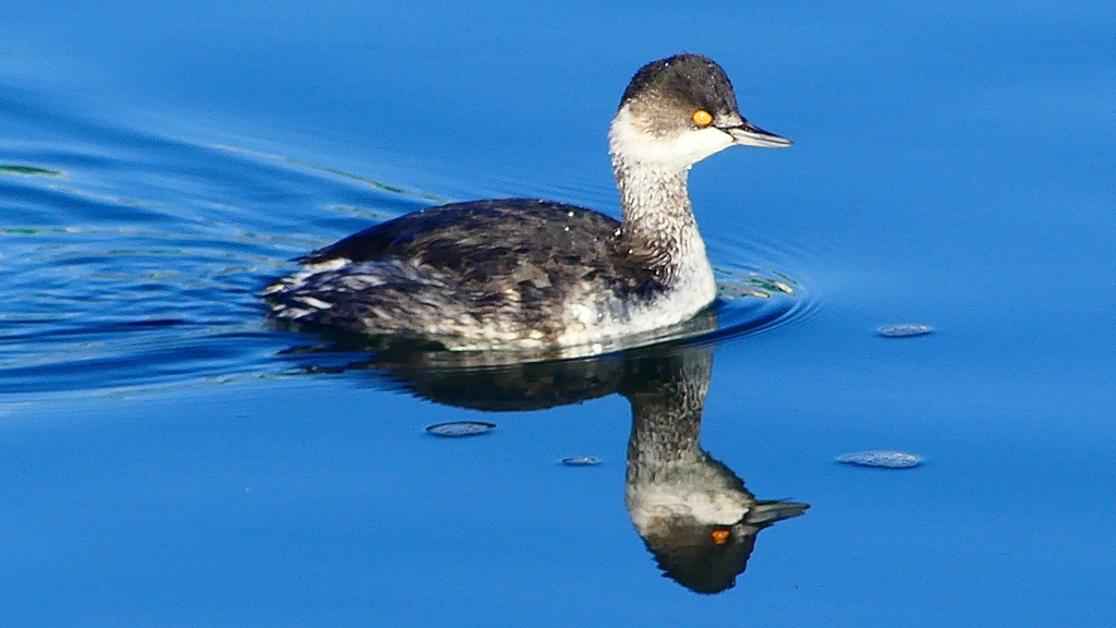 P2370131：ハジロカイツブリ