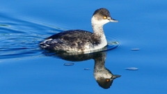 P2370131：ハジロカイツブリ