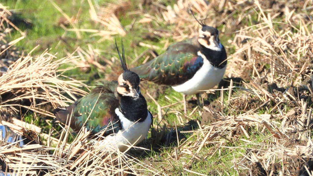 DSCN6624：タゲリ